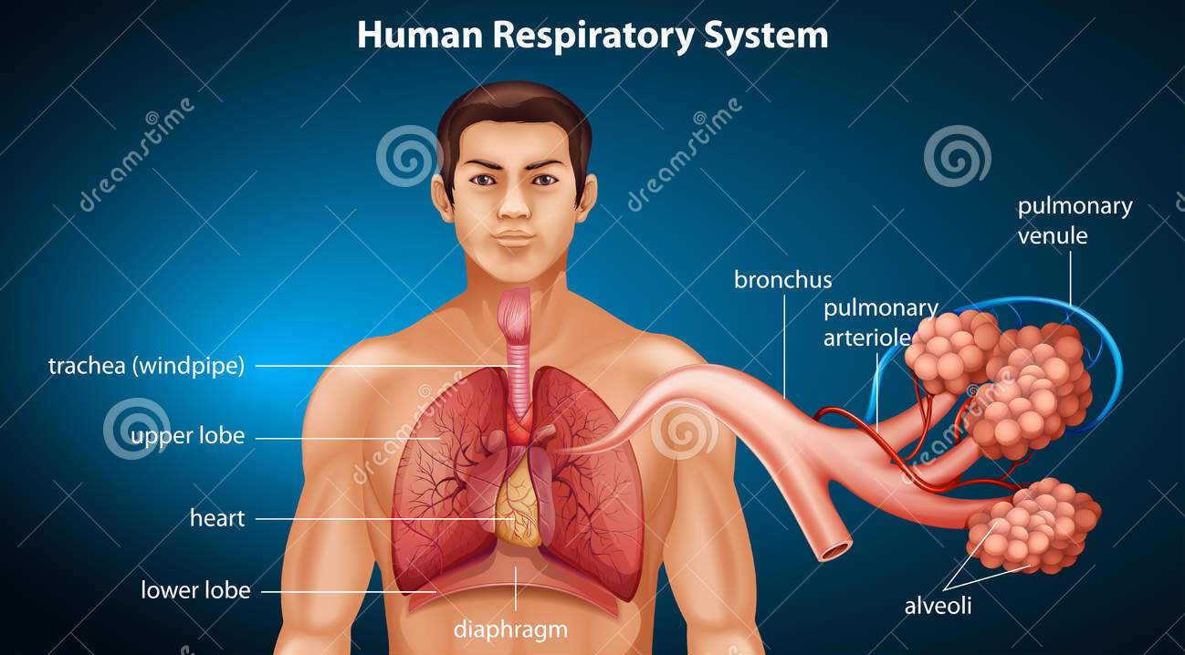 RESPIRATORY SYSTEM. RESPIRATORY SYSTEM RESPIRATORY SYSTEM. - ppt download